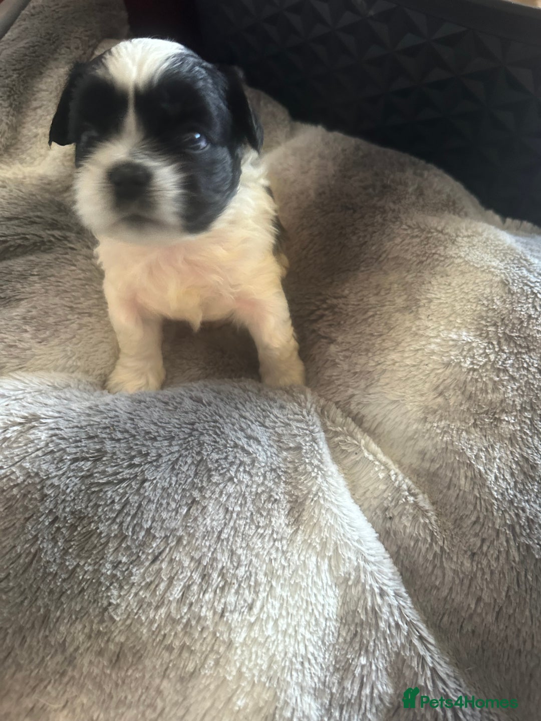 Shihpoo dogs for sale: Beautiful shihpoo puppies for sale - Advert 11