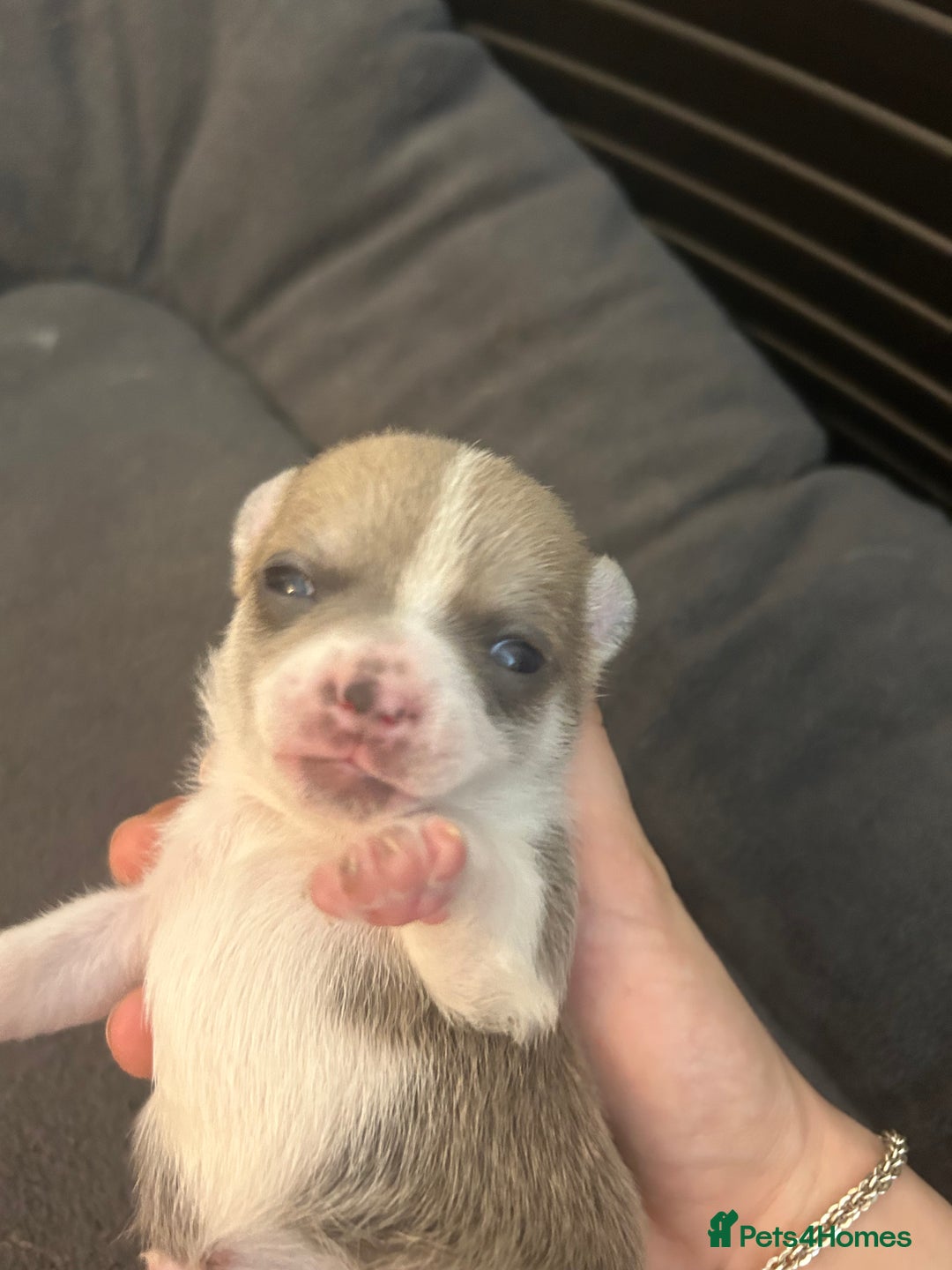 Chihuahua dogs for sale: Stunning smooth coat chihuahua puppies  - Image 12
