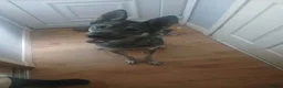 Mixed Breed dogs for sale: Northern Inuit cross American akita female  - Advert 4