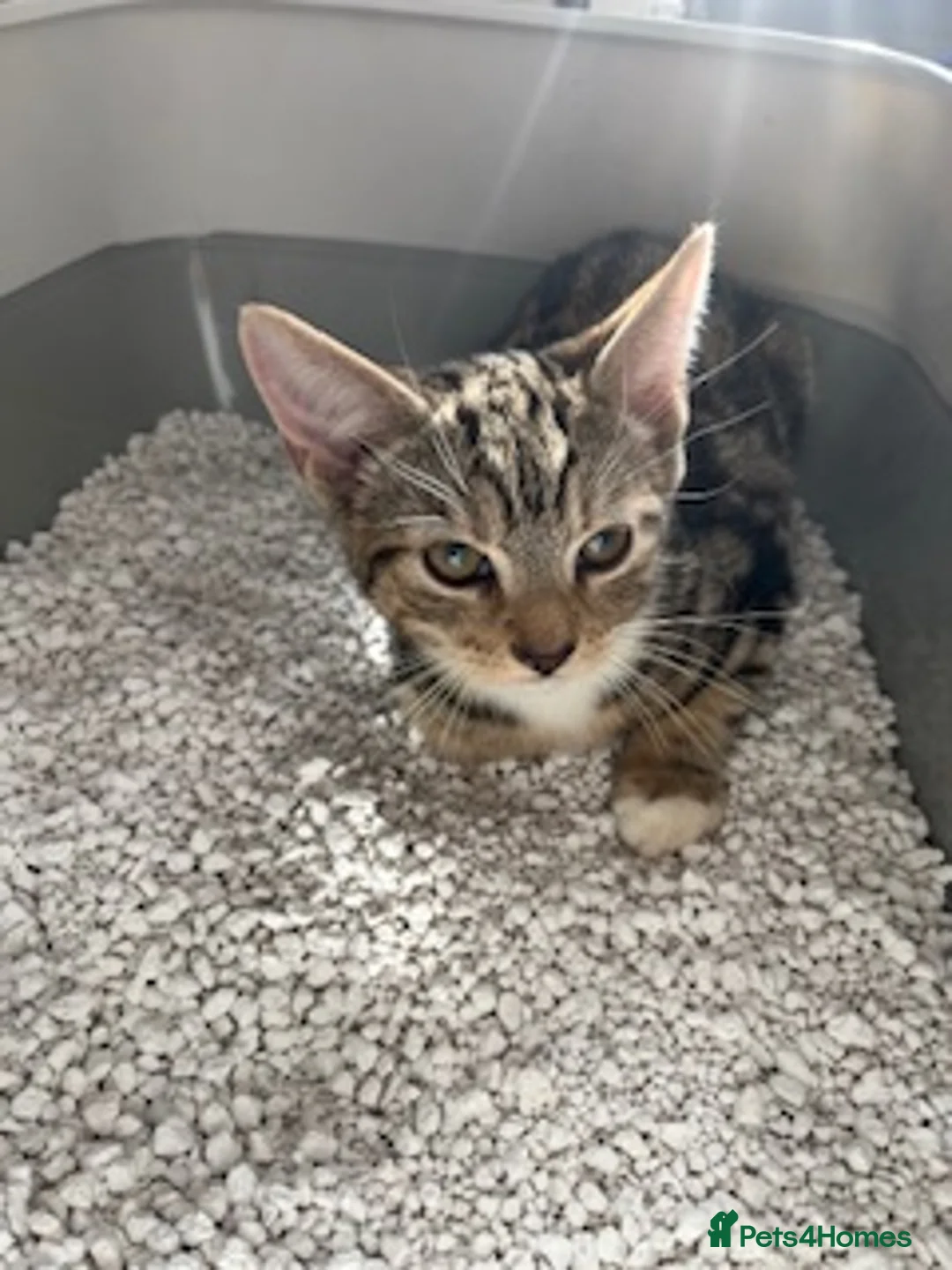 British Shorthair cats for sale: Male kitten WITH EQUIPMENT in Horley - Advert 1