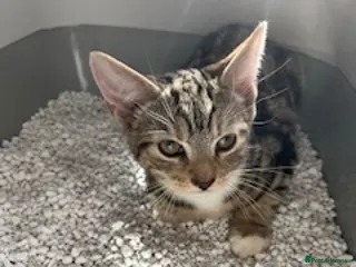 British Shorthair cats Male kitten WITH EQUIPMENT in Horley - Advert 1