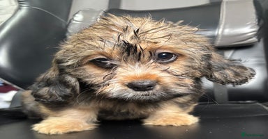 Mixed Breed dogs in Kidderminster - Advert 6