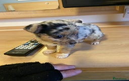 Jack Russell dogs for stud: Blue merle jack Russell x chihuahua for stud  - Image 9