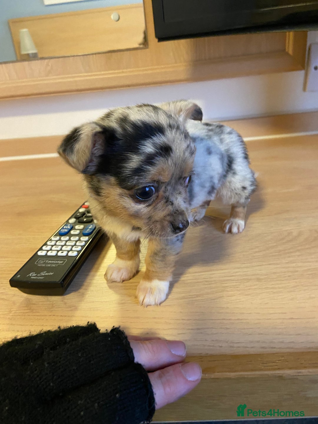 Jack Russell dogs for stud: Blue merle jack Russell x chihuahua for stud  - Image 9