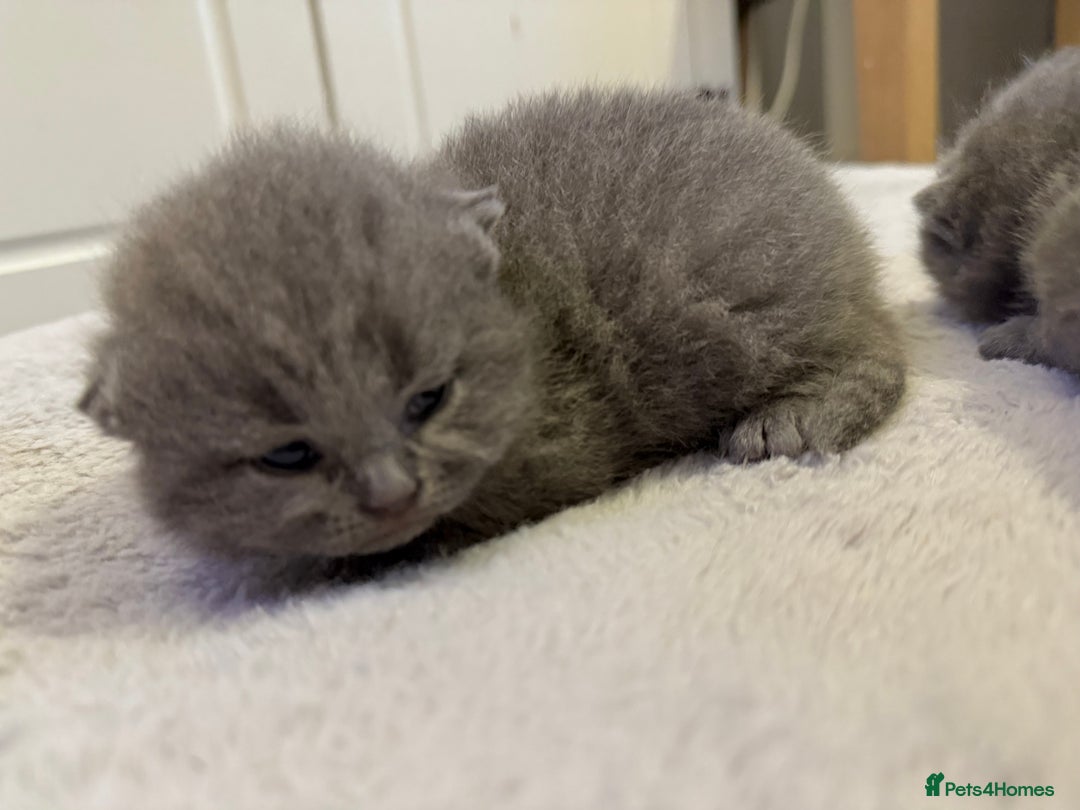 British Shorthair cats for sale: ✨British Shorthair GCCF 5 generation Pedigree✨ - Advert 14