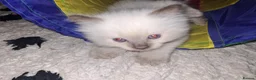 Ragdoll cats for sale: Ragdoll kitten in Swansea - Advert 6