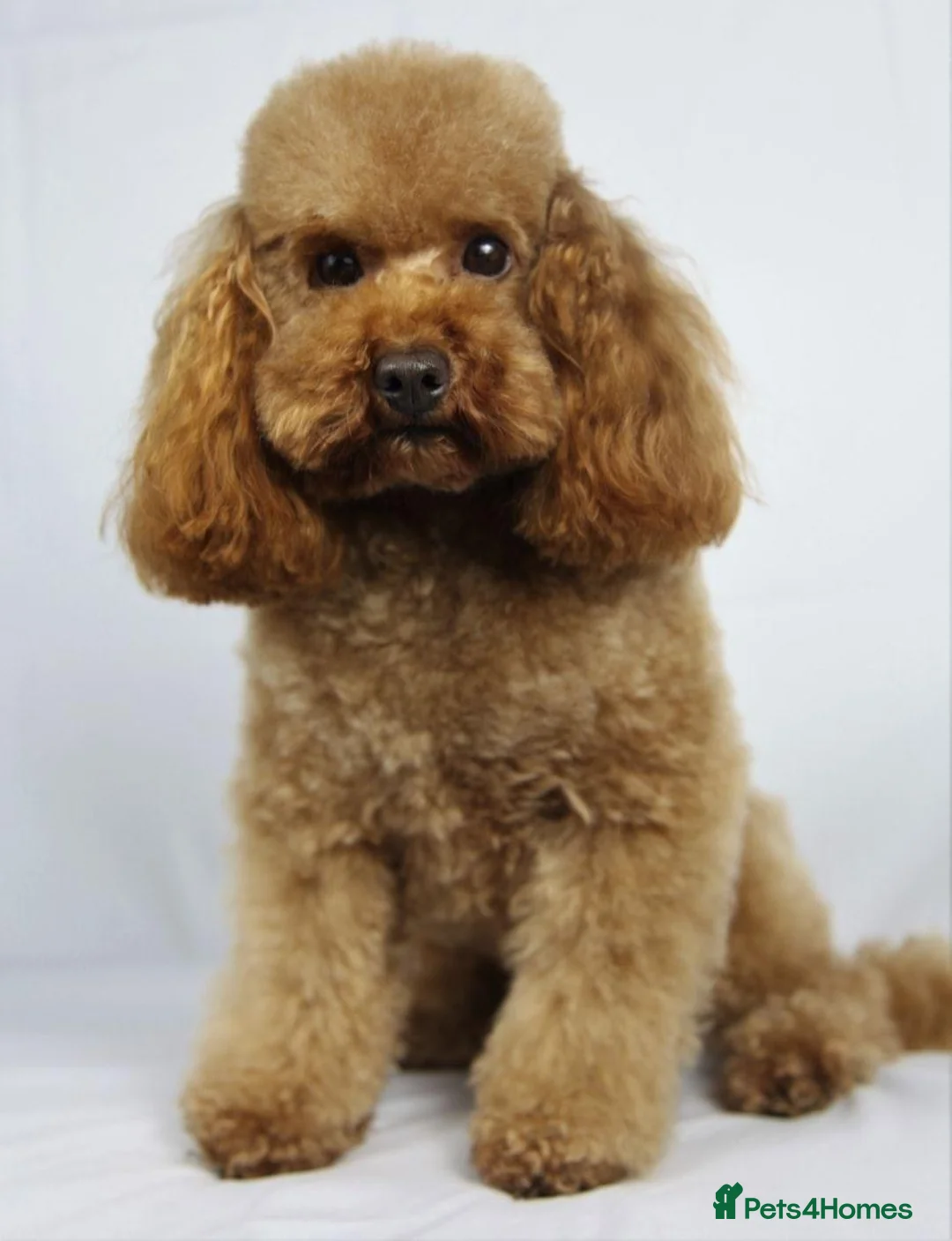 Toy Poodle dogs for stud: Romeo - Professional Stud Service in Eastleigh - Advert 6