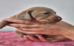 Miniature Dachshund dogs for sale: KC Registered Miniature Dachshund  - Image 27