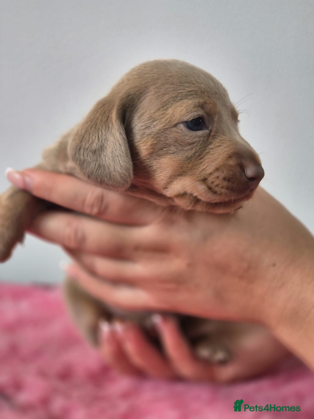 Miniature Dachshund dogs for sale: KC Registered Miniature Dachshund  - Image 27