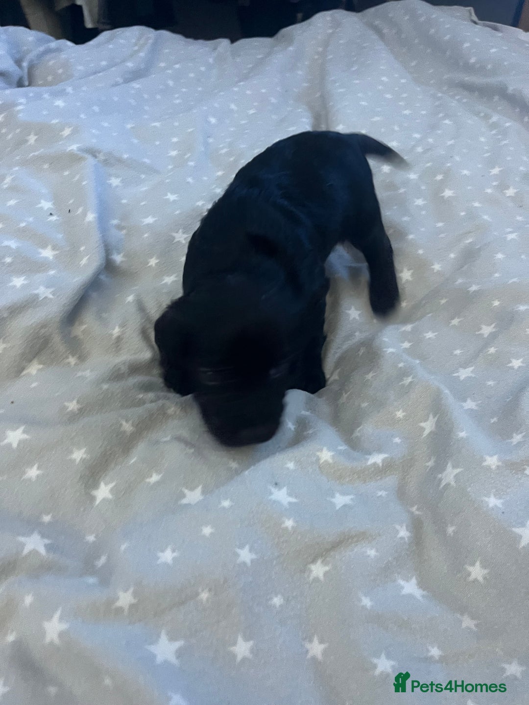 Mixed Breed cats for sale: SPROCKER SPANIEL PUPPIES  - Advert 6
