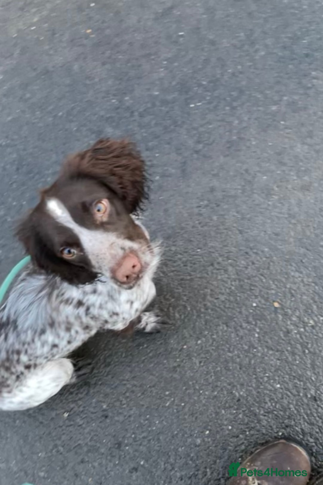 English Springer Spaniel dogs for sale: Willow springer spaniel  - Advert 3