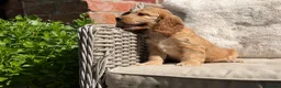 Cocker Spaniel dogs for sale: Stunning cocker pups kc reg ready now - Advert 20