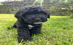 Cockapoo dogs for sale: Cockerpoo puppies  - Image 7