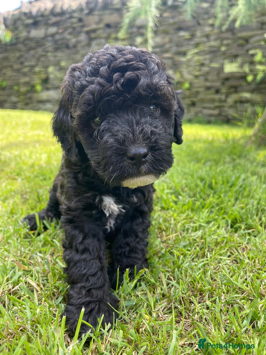 Cockapoo dogs for sale: Cockerpoo puppies  - Image 7