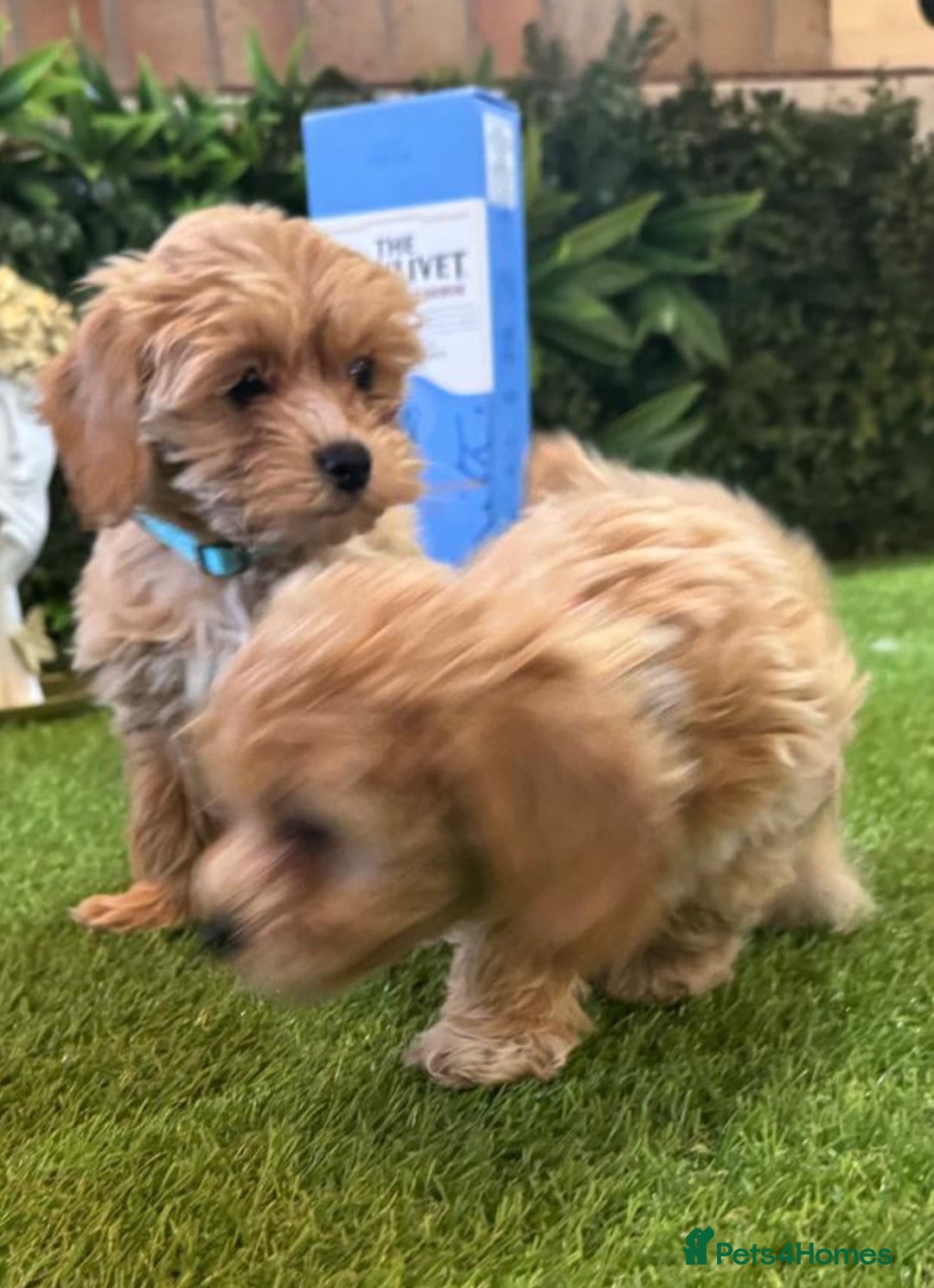 Maltipoo dogs for sale: Beautiful Korean Maltipoo Puppies–3 Girls &2 Boys  - Advert 9