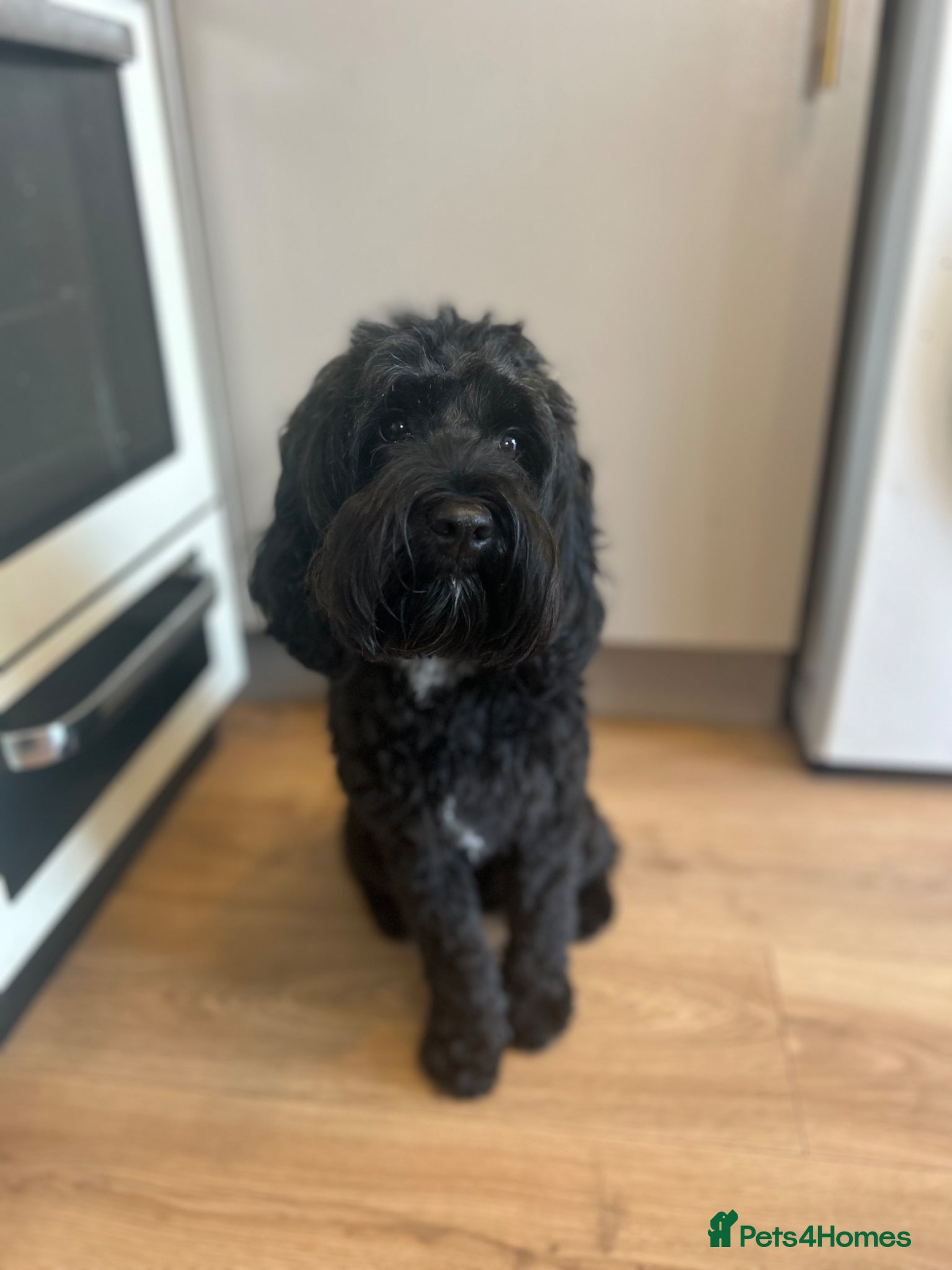 Mixed Breed dogs Double doodles  - Advert 3