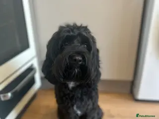 Mixed Breed dogs Double doodles - Advert 3