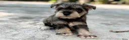 Miniature Schnauzer dogs for sale: Beautiful Pure Miniature schnauzer Family Raised - Advert 3