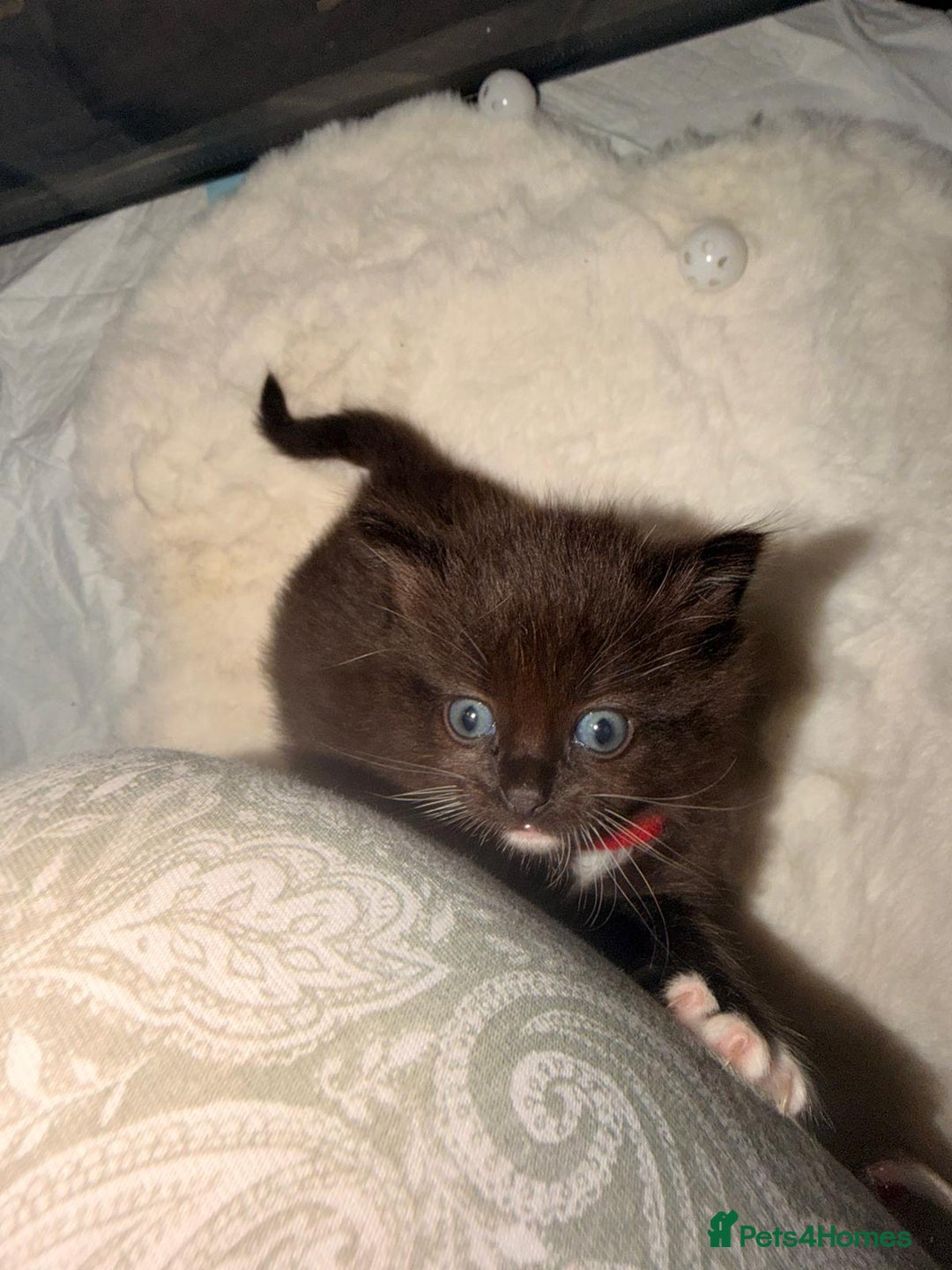 Ragdoll cats for sale: Ragdoll mix kitten - 5 Boys - Advert 7