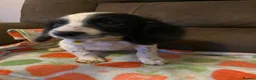 English Springer Spaniel dogs for sale: Springer Spaniel Puppies in Waterlooville - Advert 9