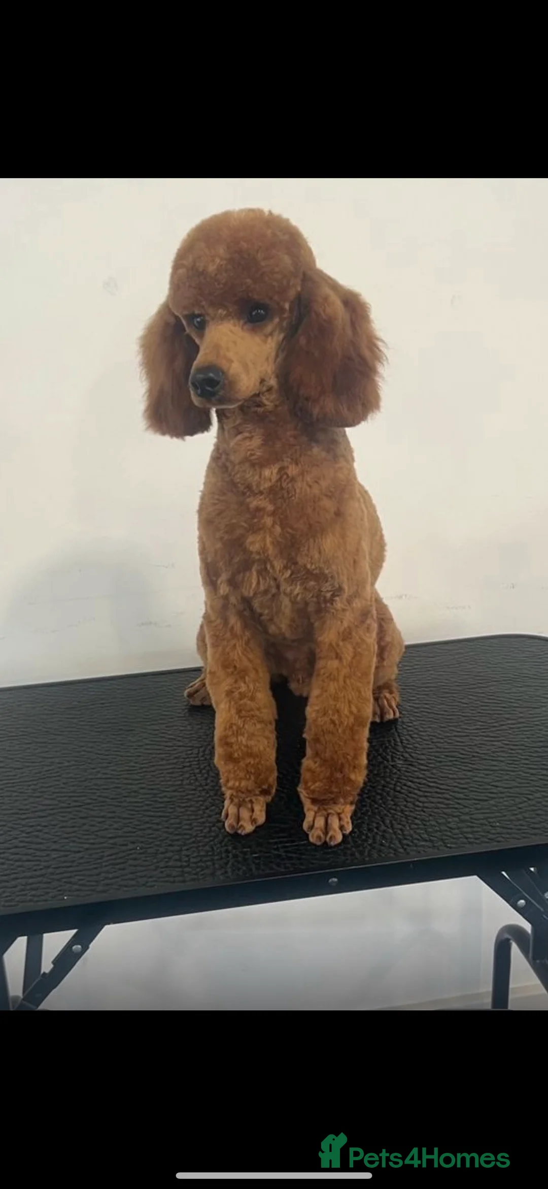 Cockapoo dogs for sale: BEAUTIFUL RED COCKERPOO LITTER  - Advert 9
