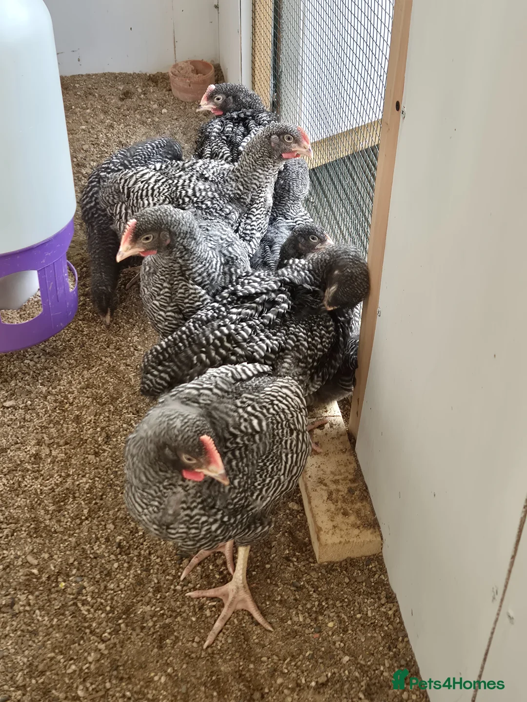 Chickens poultry for sale: Five Plymouth Rock cockerels for sale. - Advert 2