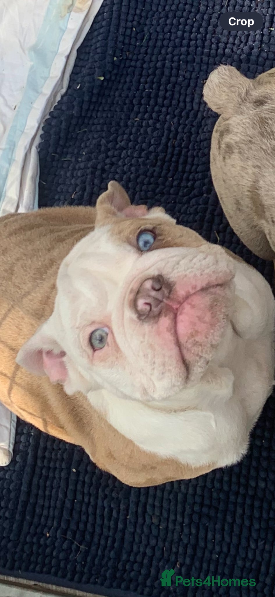English Bulldog dogs Best boy that ever was  - Advert 1