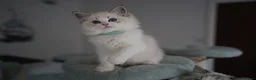 Ragdoll cats for sale: TICA registered kitten  - Advert 13