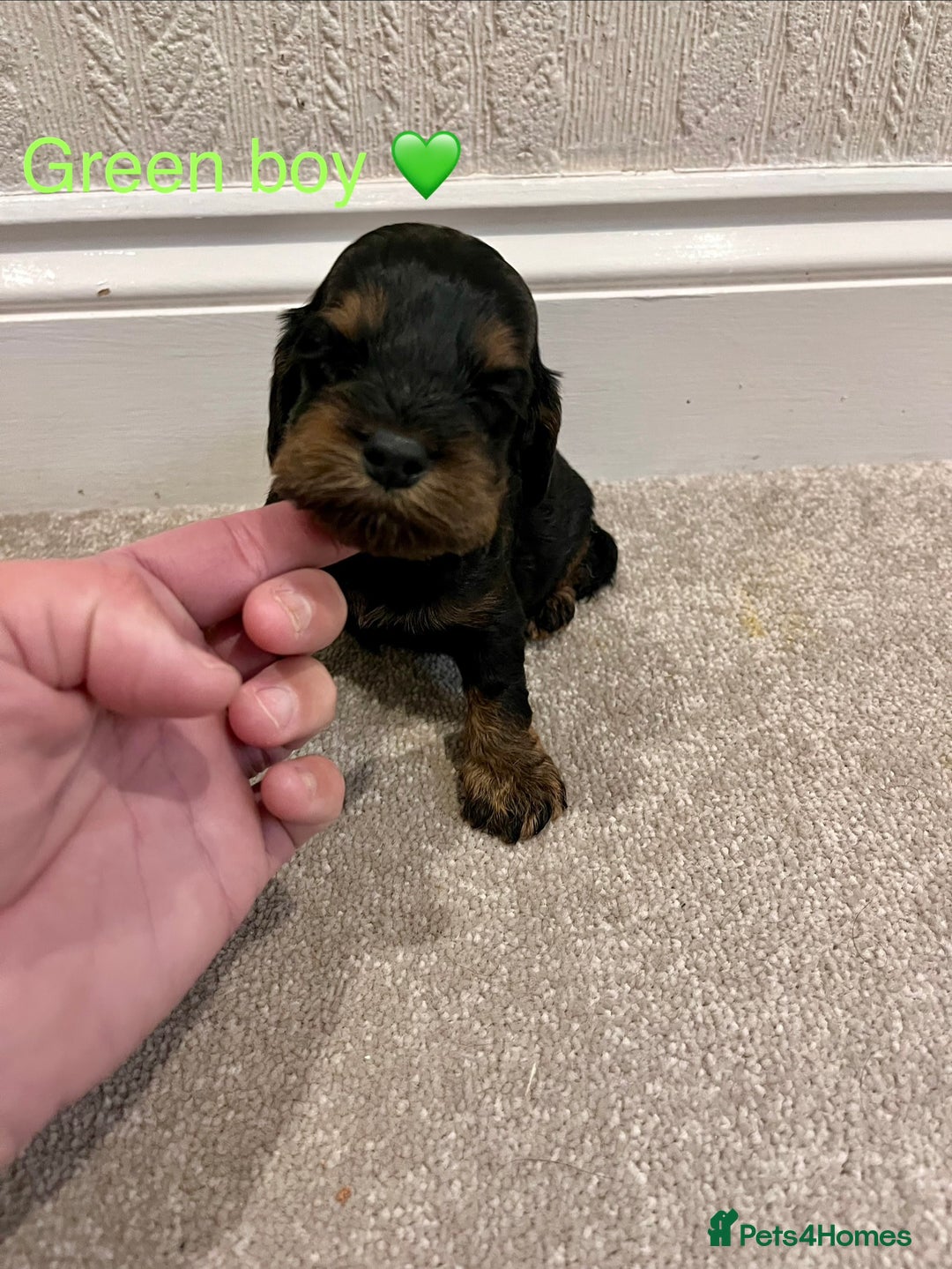 Cockapoo dogs for sale: ADORABLE COCKAPOO PUPPIES BOTH PARENTS ARE HERE  - Image 7