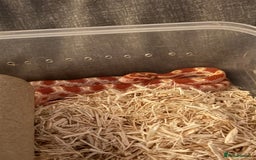 Corn Snake reptiles for sale: Only have 10 beautiful amel Cornsnakes left - Image 3