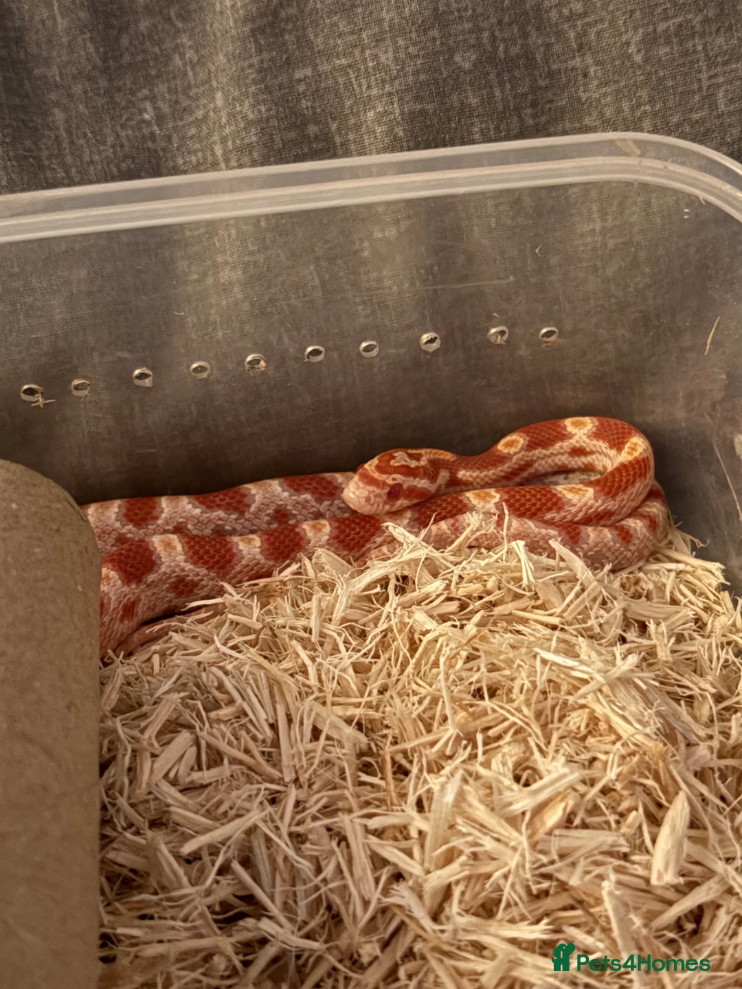 Corn Snake reptiles for sale: Only have 10 beautiful amel Cornsnakes left - Image 3
