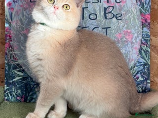 British Shorthair cats British shorthair Blue golden GCCF - Advert 17