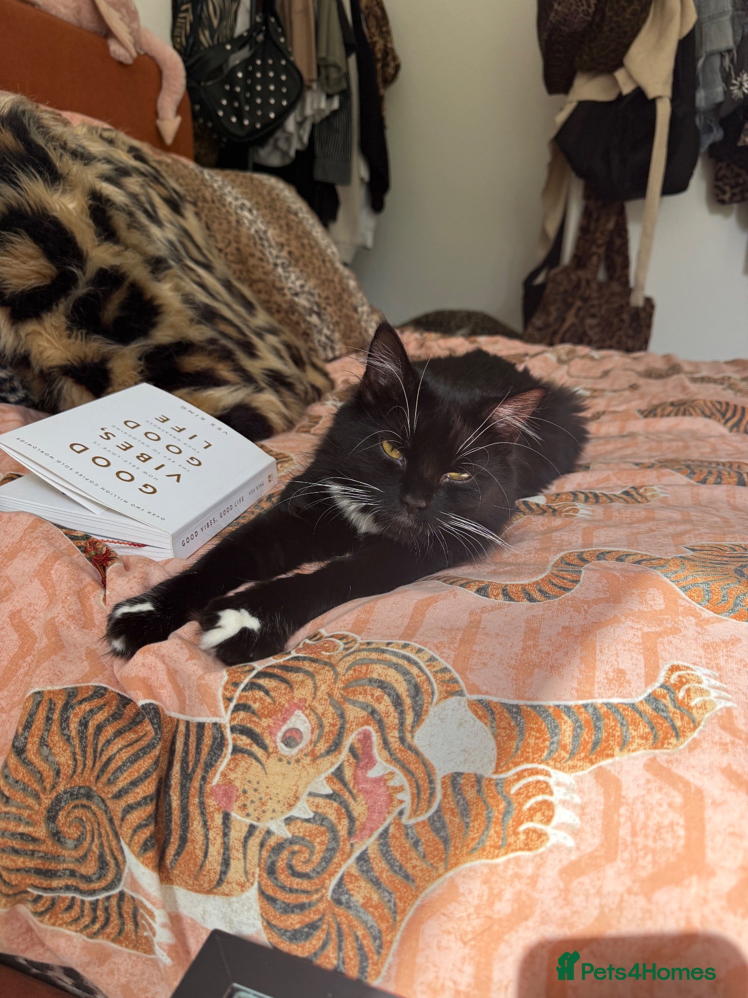 British Longhair cats Cat for rehoming  - Advert 4