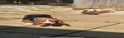 Basset Hound dogs for sale: Female Basset hound  in Burnley - Advert 1