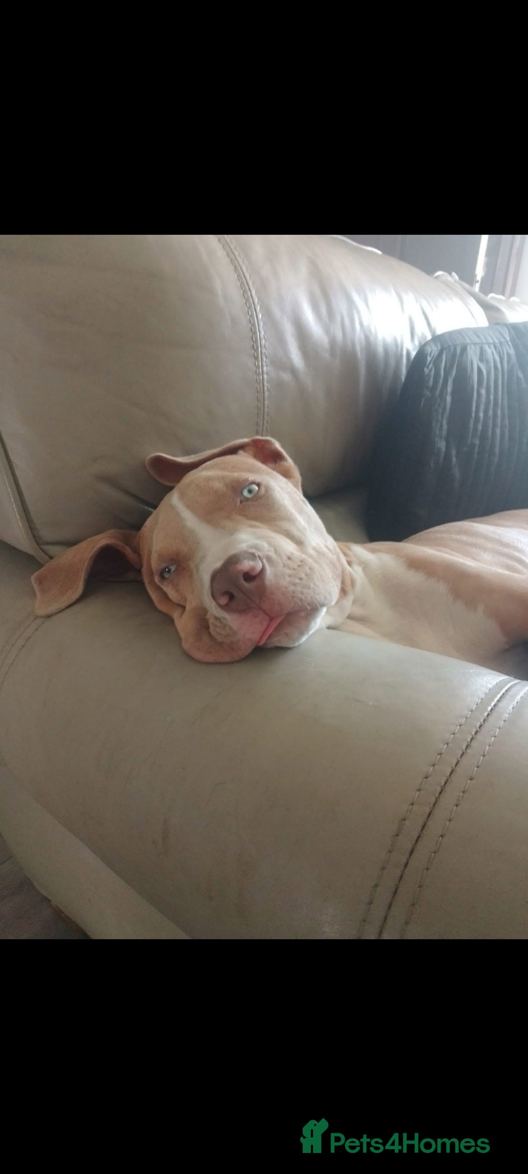 Mixed Breed dogs for sale: Tyson - Image 2