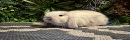 Mini Lop rabbits for sale: Superb pure bred mini lops available  - Advert 28