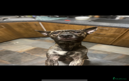 Mixed Breed dogs for sale: 1 left !!!! - Image 4