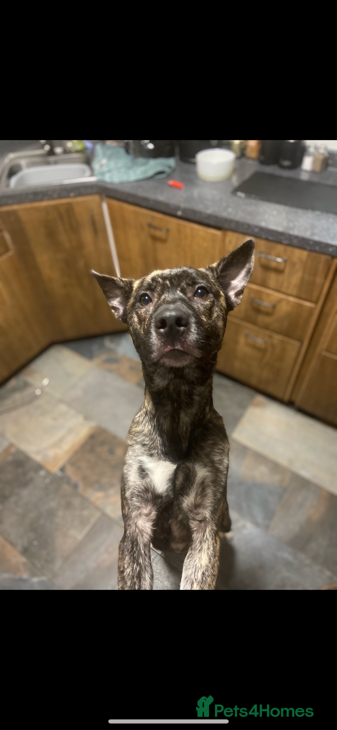 Mixed Breed dogs for sale: 1 left !!!! - Image 4