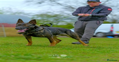 Mixed Breed dogs - Advert 2