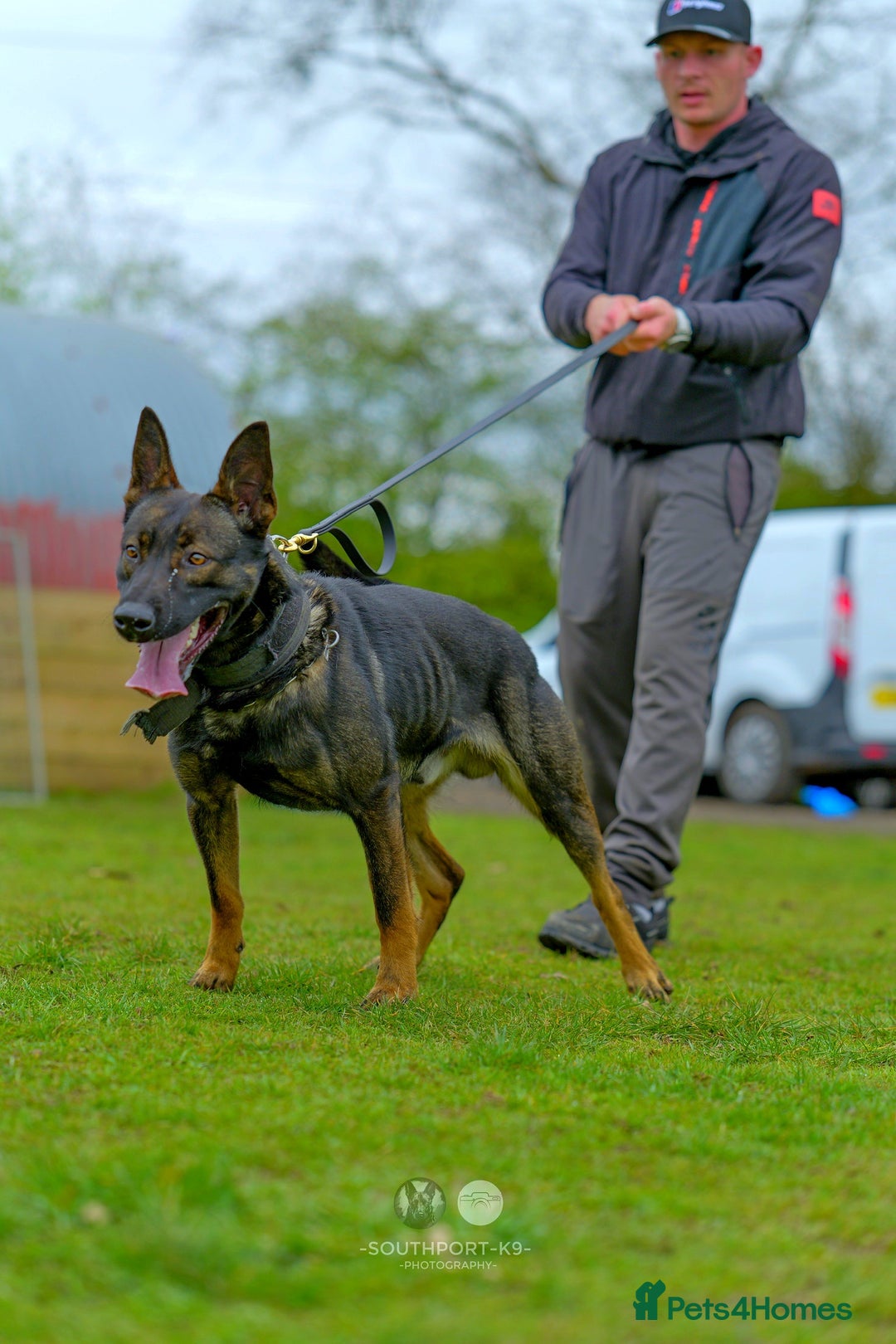 Mixed Breed dogs for sale: GSD × Dutch Herder – Top European Working Lines - Image 3
