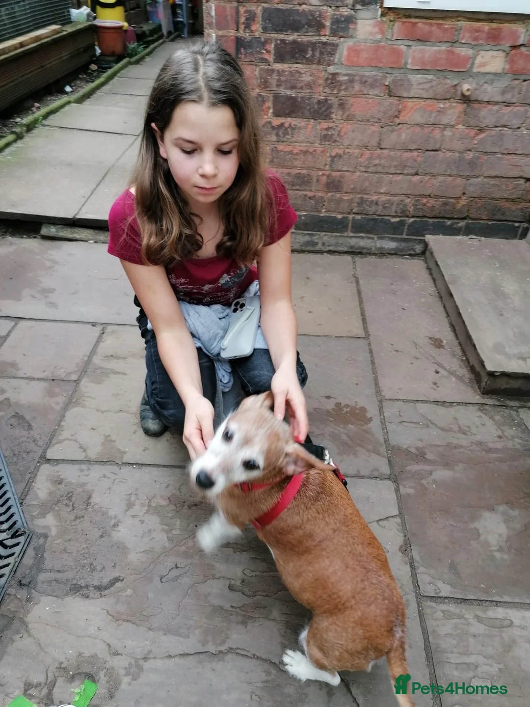Jack Russell dogs for adoption: 💙🐶DODGER - A Loyal Little Boy in Telford - Advert 17