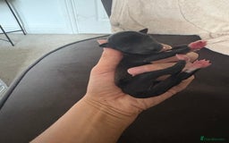 Italian Greyhound dogs for sale: Male Italian greyhound puppies  - Image 9