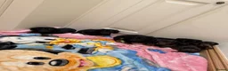 Miniature Dachshund dogs for sale: Miniature Dachshund  - Advert 13