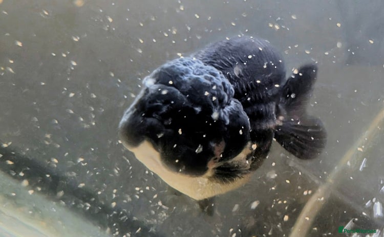 Fancy Goldfish fish 5 ranchu 1 fantail goldfish  - Advert 11