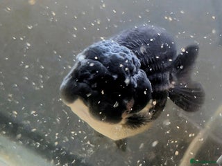 Fancy Goldfish fish 5 ranchu 1 fantail goldfish - Advert 1