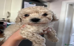 Cavapoochon dogs for sale: Cavapoochon - Image 1