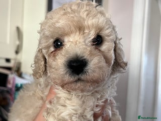 Cavapoochon dogs - Advert 2