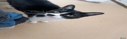 Domestic Shorthair cats for sale: Topsy - Looking for a new home  - Advert 5
