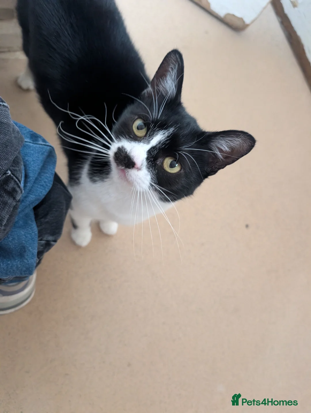 Domestic Shorthair cats for sale: Topsy - Looking for a new home  - Advert 5