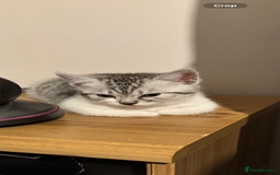 British Shorthair cats for sale: Kitten - Image 9